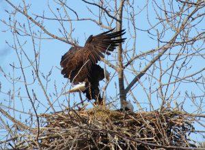 returning to the nest